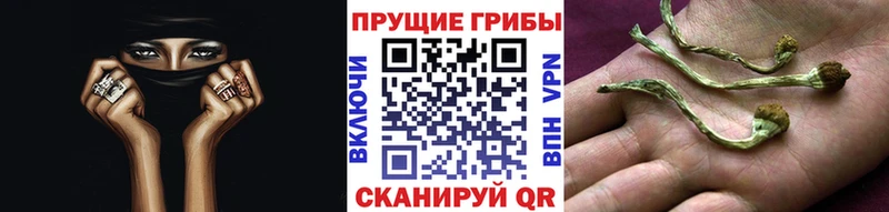 магазин продажи наркотиков  Ильский  mega рабочий сайт  Псилоцибиновые грибы GOLDEN TEACHER 
